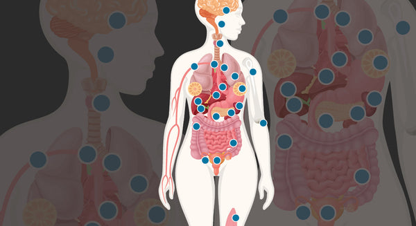 The Systemic Power of Estrogen: What Every Woman Should Know