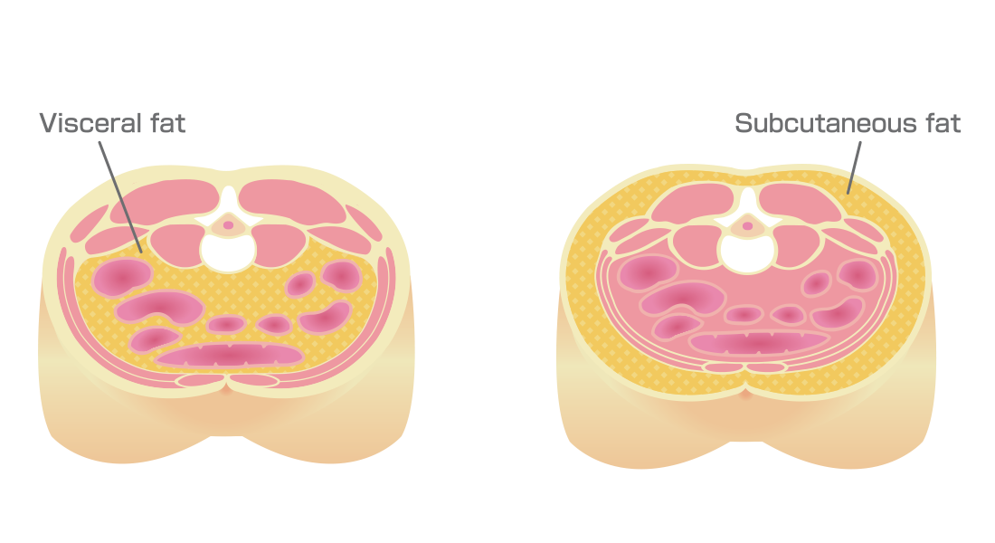 The Science Behind The Menopause Belly: And What Actually Works To Address It