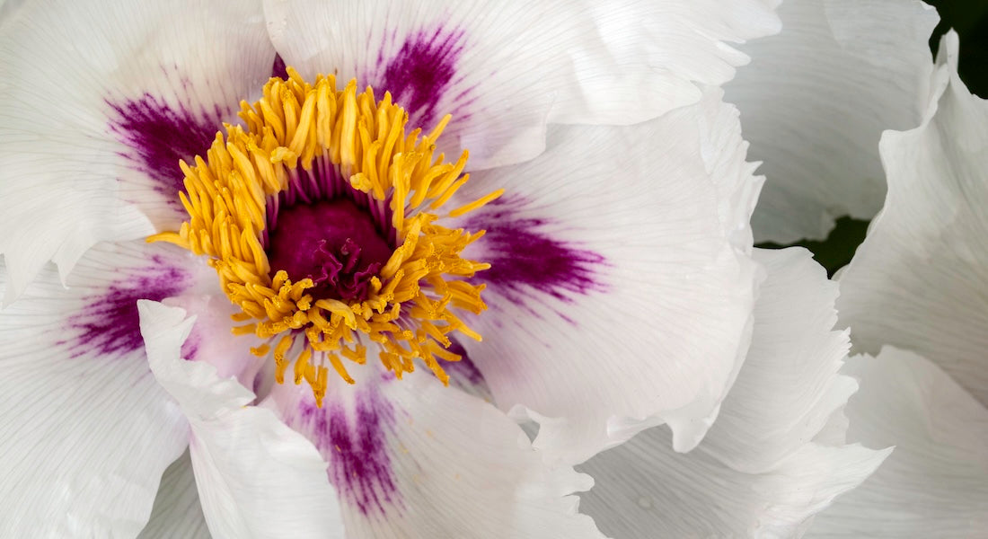 Do You Lose Your Labia in Menopause? Here’s the Science