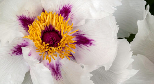 Do You Lose Your Labia in Menopause? Here’s the Science